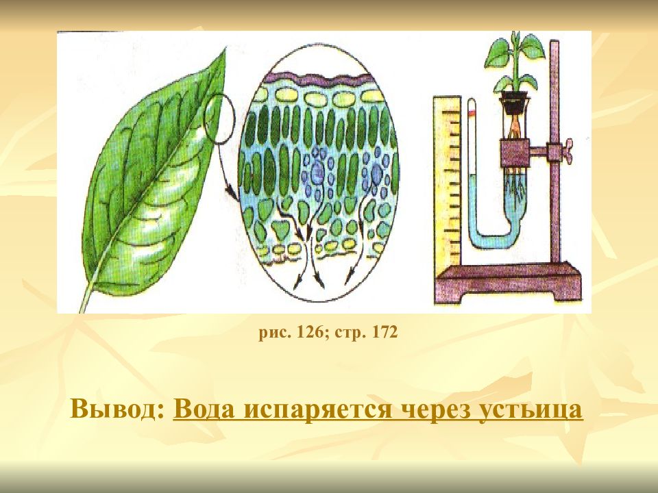 На рисунке изображен опыт доказывающий наличие испарения воды листьями растений для защиты