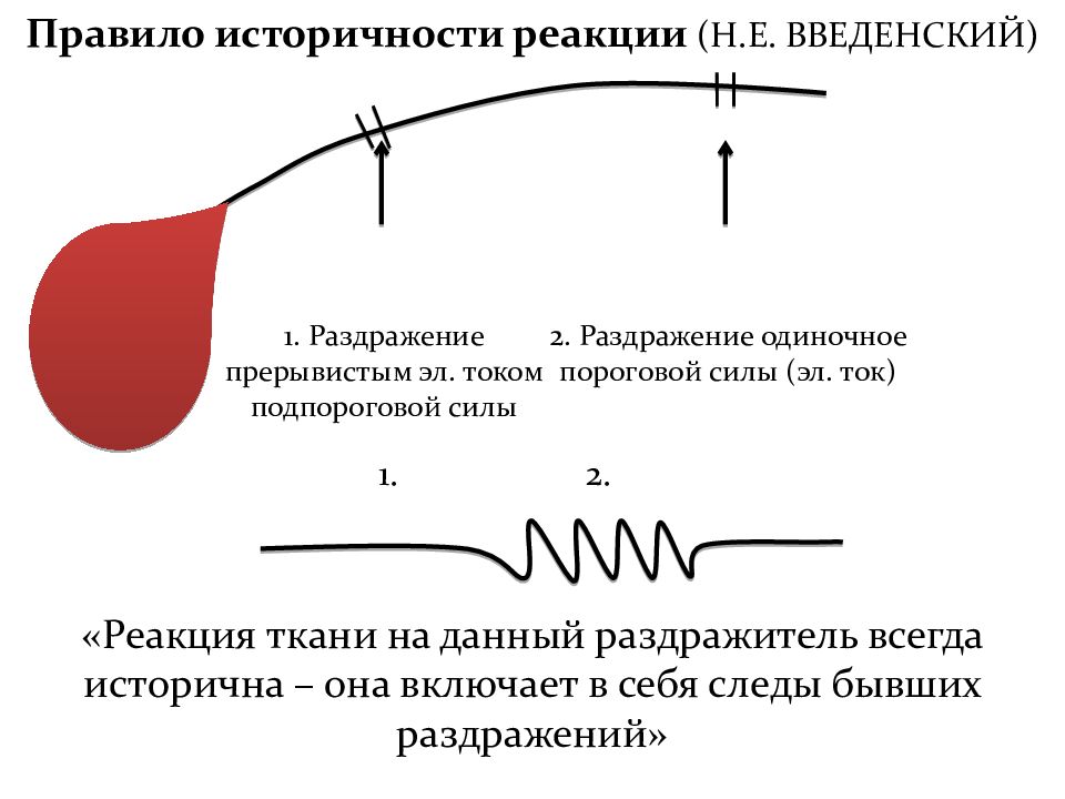 Пороговый раздражитель вызывает. Пороговый раздражитель. тканевые реакции. пороговая сила раздражителя. продуктивная тканевая реакция это.
