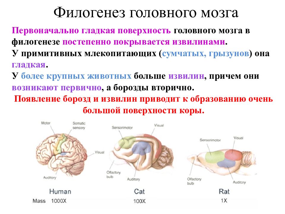 Филогенез мозга