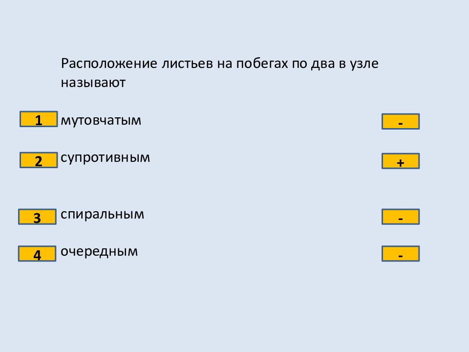 Тест по побегу 6 класс. Расположение листьев на побегах по два в узле называют. Тест по побегу.