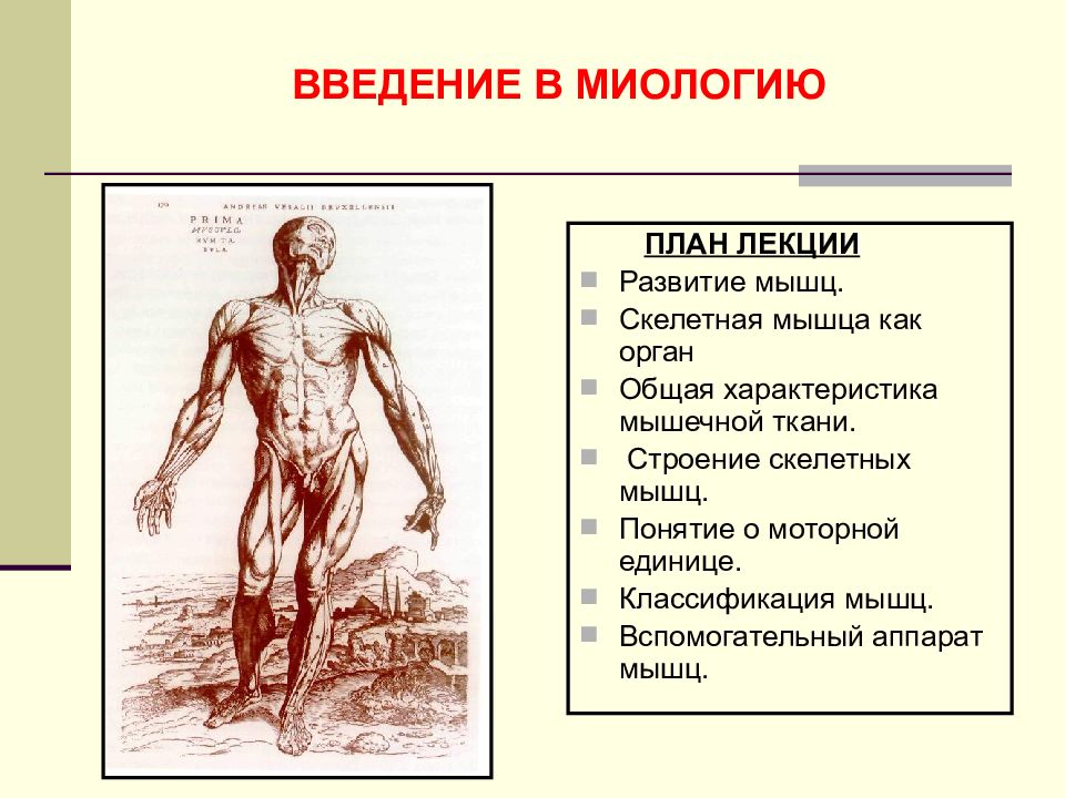 Дайте определение понятию мышцы. Учение о мышцах миология. Общая миология анатомия. Миология анатомия человека.