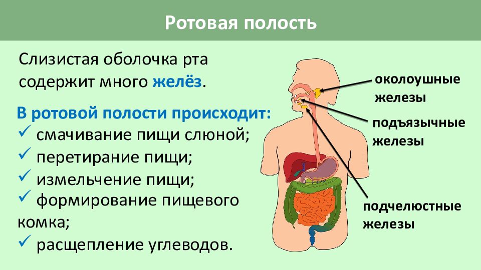 В ротовой полости происходит. Пищеварительная система человека презентация. Органы пищеварения презентация. Пищеварительная система человека 3 класс презентация. Темы презентаций по пищеварительной системе.