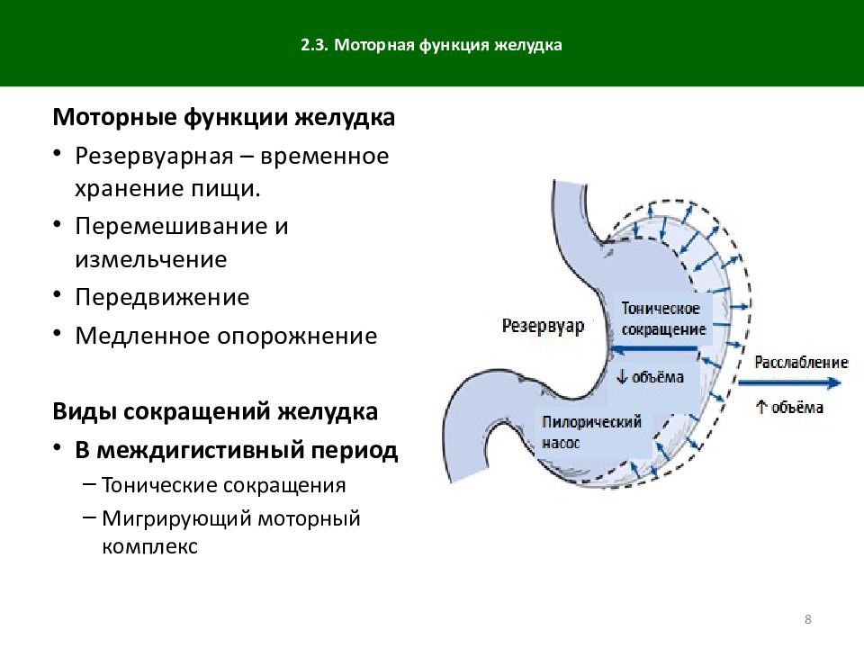 Живут ли без желудка