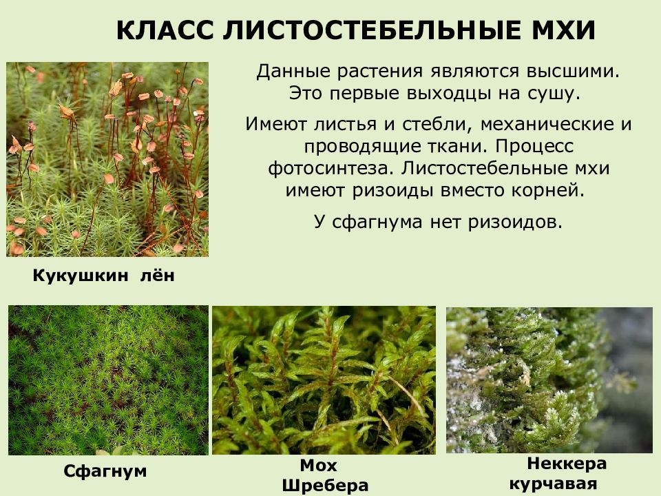 Мхи презентация 6 класс биология