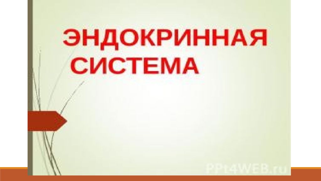 ЭНДОКРИННАЯ СИСТЕМА