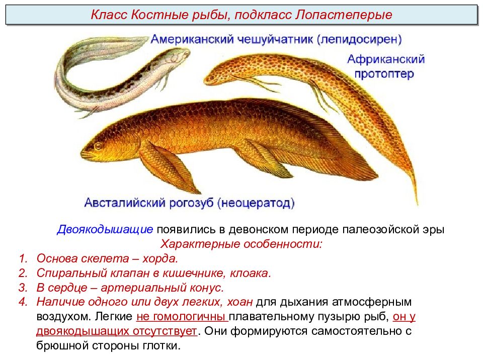 Какой орган присутствует только у представителей рыб. Двоякодышащие костные. Лопастеперые двоякодышащие. Двоякодышащие рыбы биология. Надотряд двоякодышащие представители.