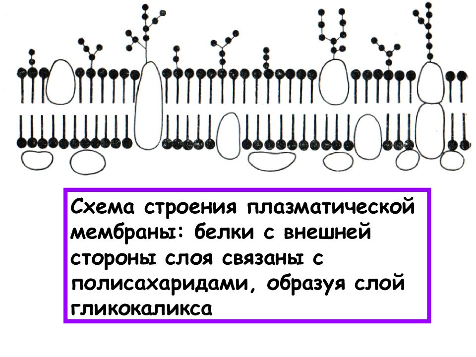 Клеточная мембрана схема