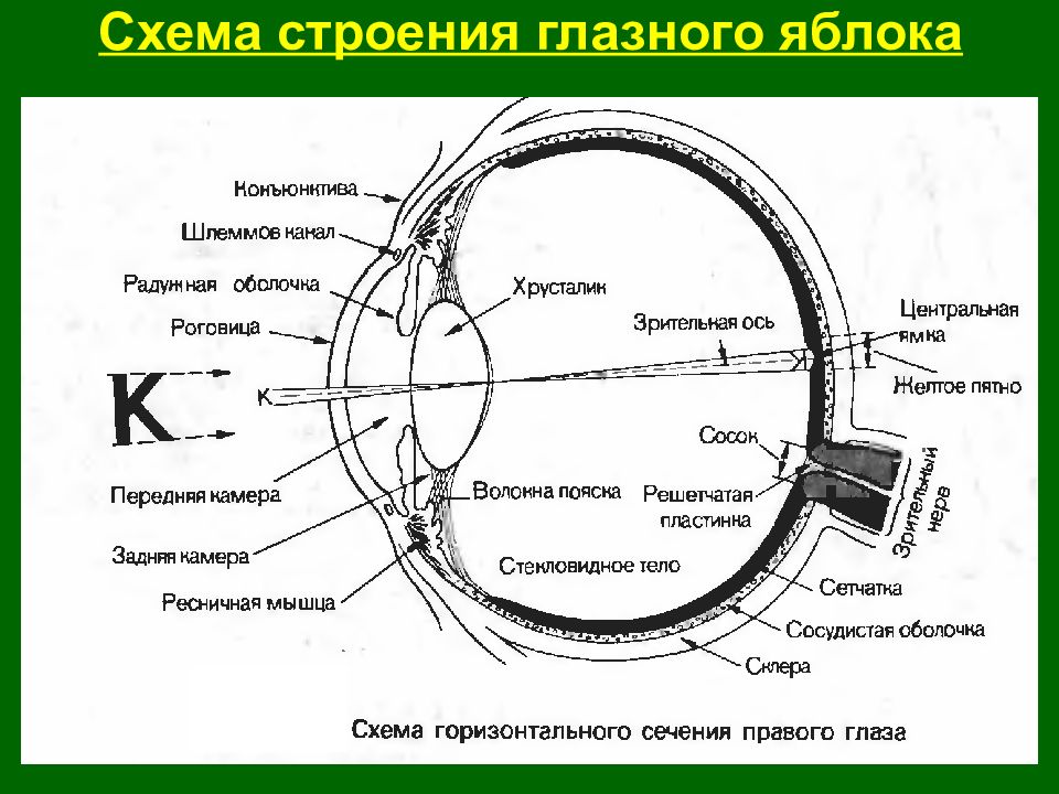 Строение глаза человека фото с описанием в разрезе