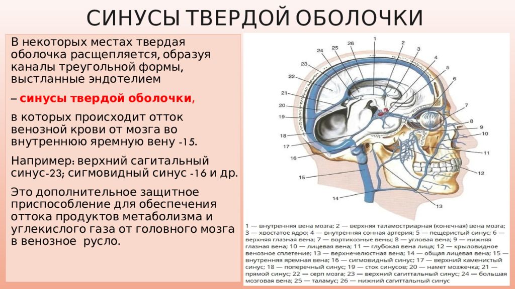 Образован канал. Синусы головного мозга анатомия животных.