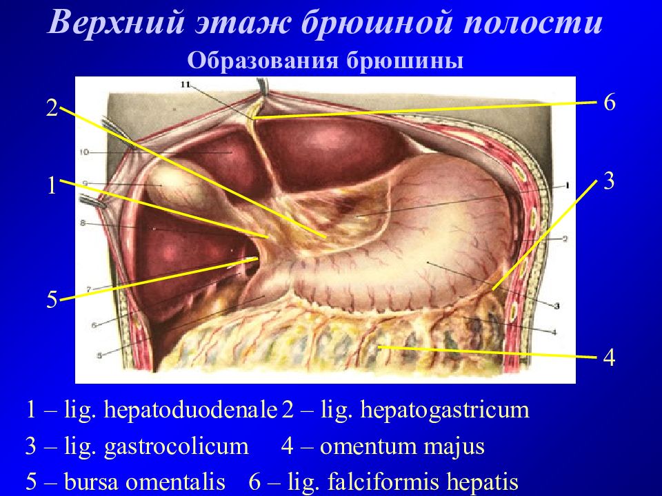 Этажи брюшной полости. Сальниковая сумка – Bursa Omentalis. Этажи брюшины анатомия. Верхний этаж брюшины анатомия. Сальниковая печеночная и преджелудочная сумки.