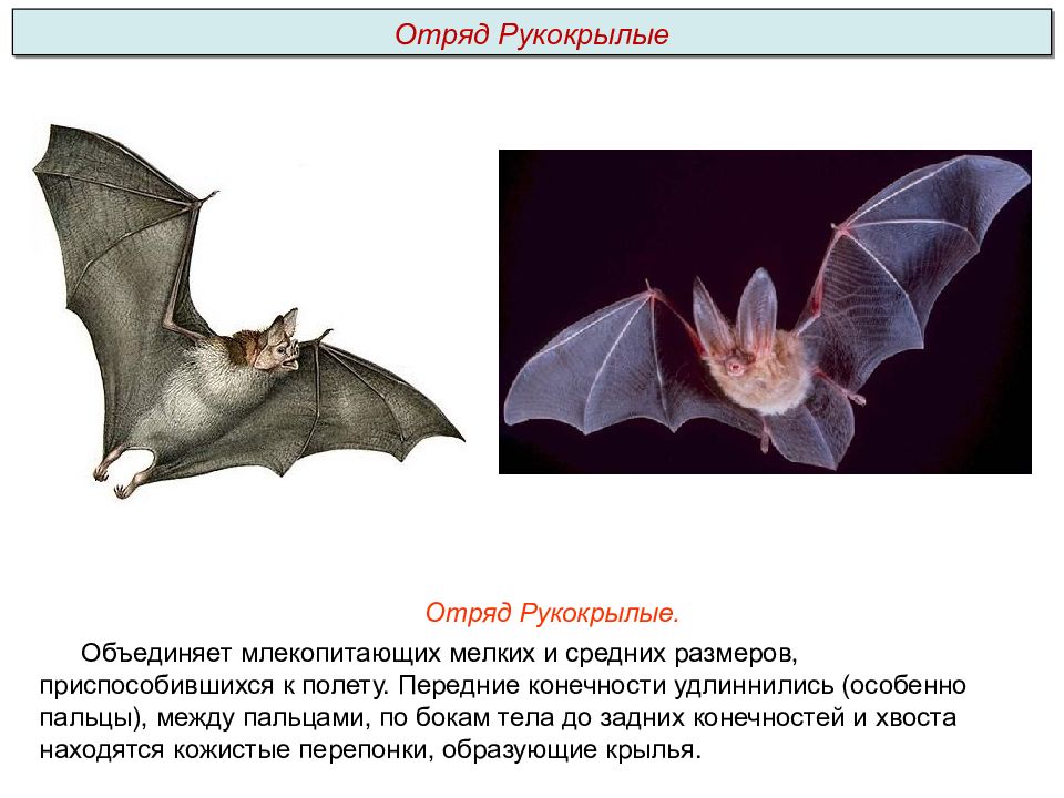 Зубная формула рукокрылых. Отряд рукокрылые общая характеристика. Отряд рукокрылые особенности отряда. Общие особенности отряда рукокрылые. Кто относится к рукокрылым.