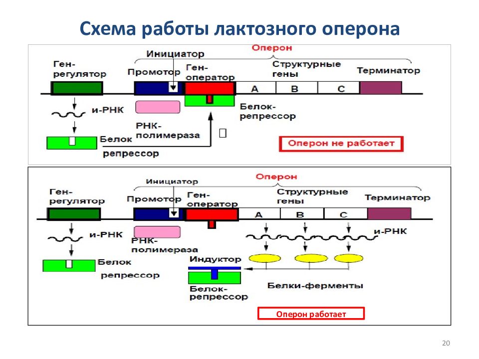 Регуляция генов прокариот. Схема регуляции синтеза белка. Механизмы регуляции Lac-оперона. Функционирование лактозного оперона схема. Оперон бактериальной клетки схема.