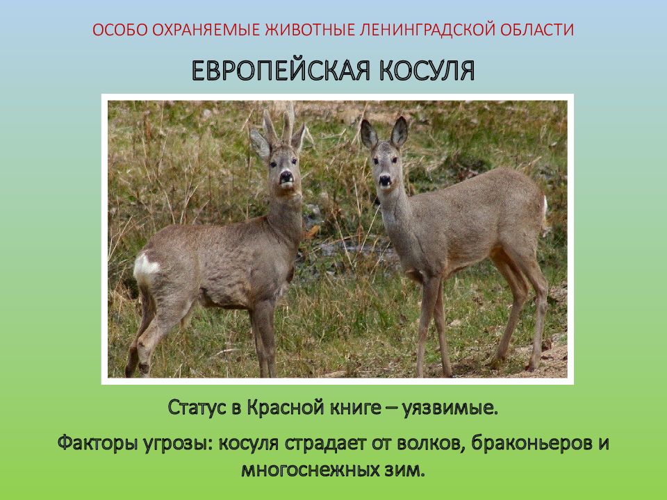 Европейская косуля фото и описание