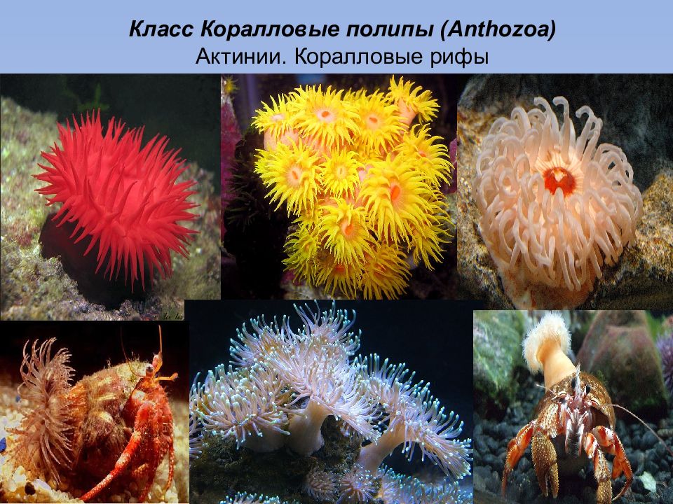 Класс коралловые полипы. Класс коралловые полипы (Anthozoa). Представитель коралловых полипов актиния. Тип Кишечнополостные класс коралловые полипы. Коралл актиния Тип и класс.