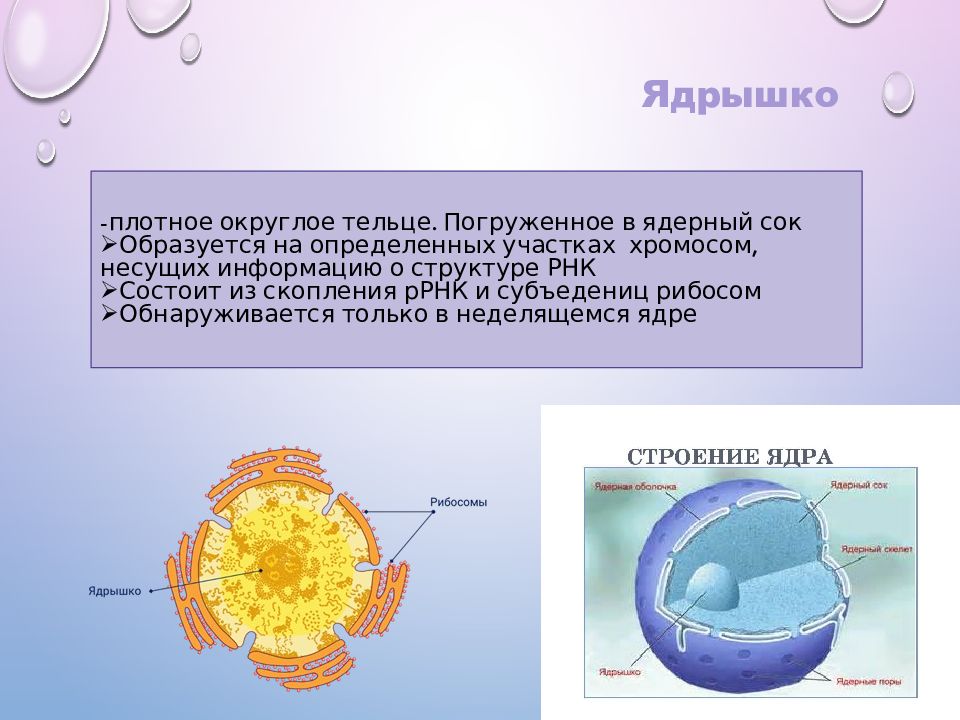 Организация клеточного ядра