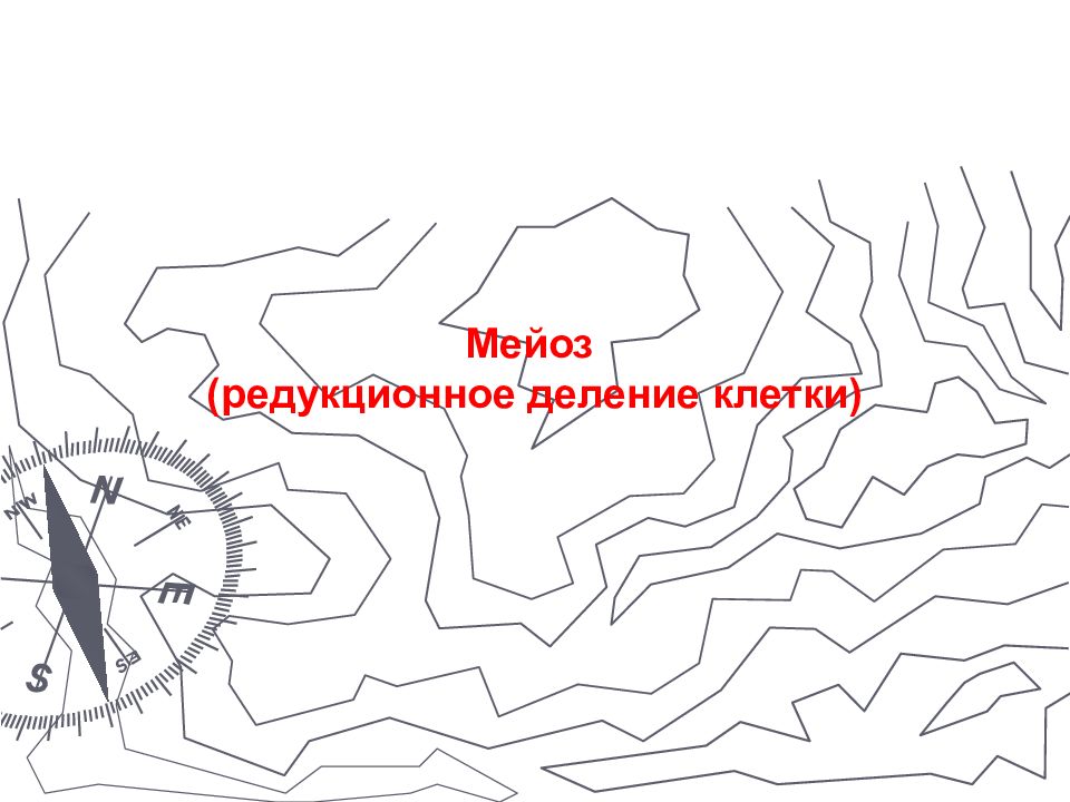 Мейоз (редукционное деление клетки)