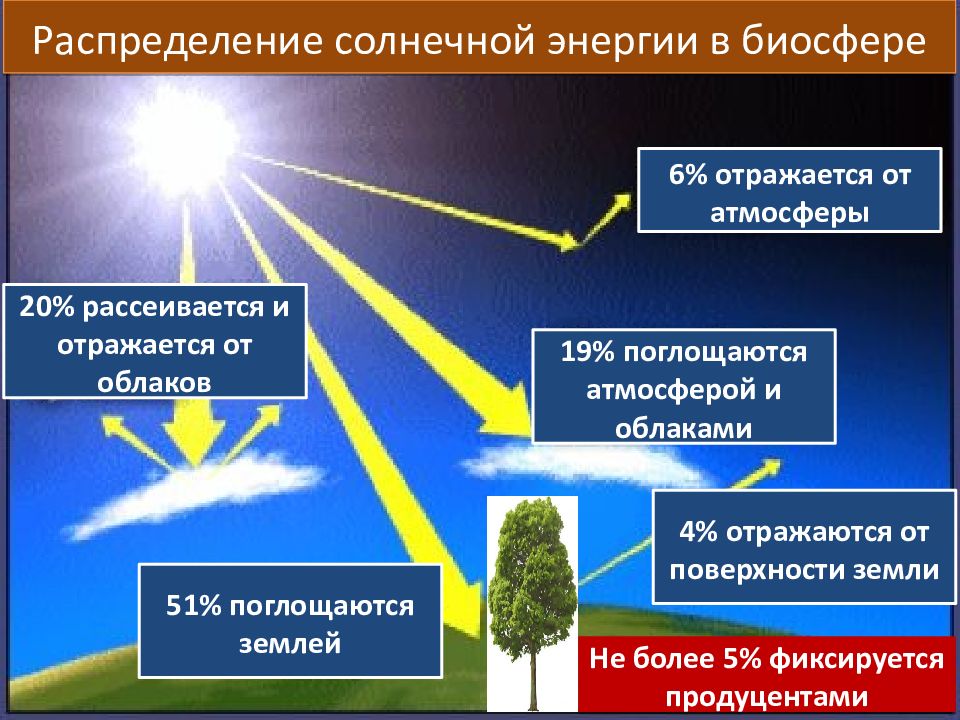 Закономерности существования биосферы круговороты веществ в биосфере презентация