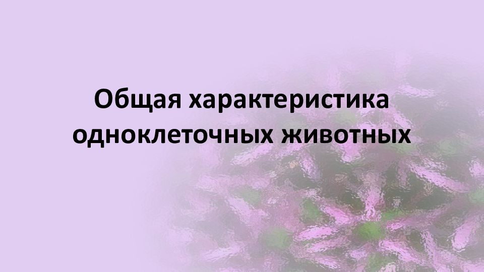 Общая характеристика одноклеточных животных