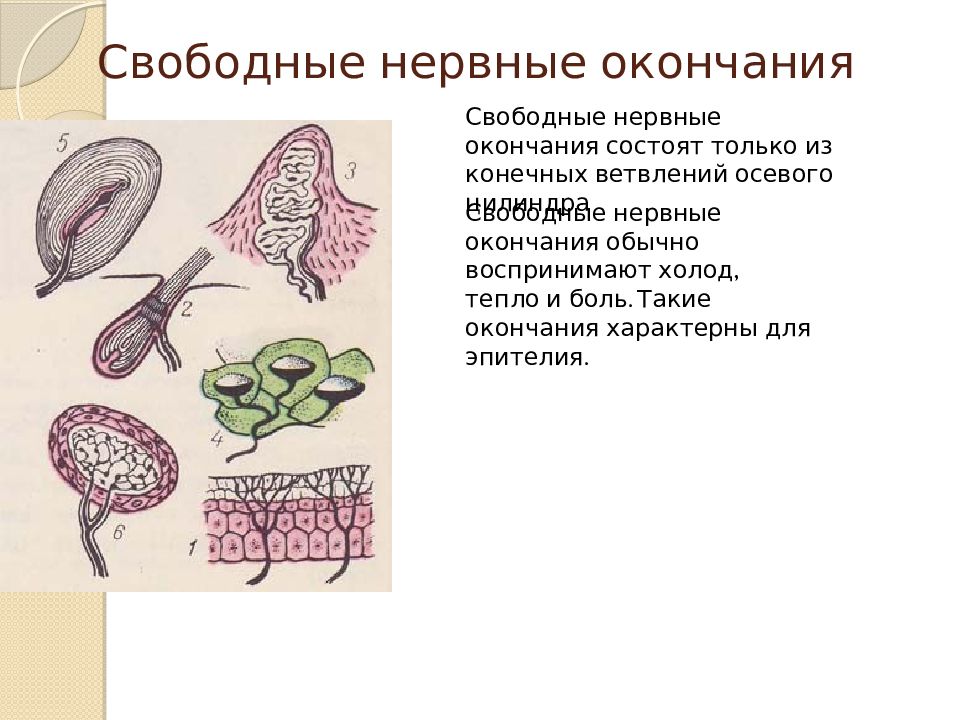 Шесть нервно. Неинкапсулированные нервные окончания. Свободные нервные окончания. Схема свободного нервного окончания. Свободные нервные окончания функции.