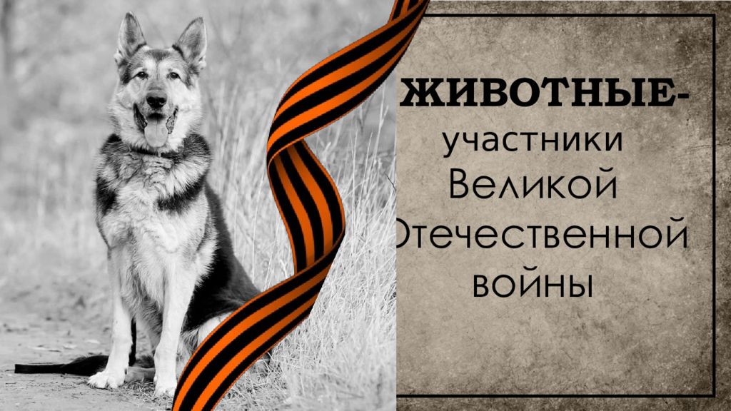 ЖИВОТНЫЕ- участники Великой Отечественной войны