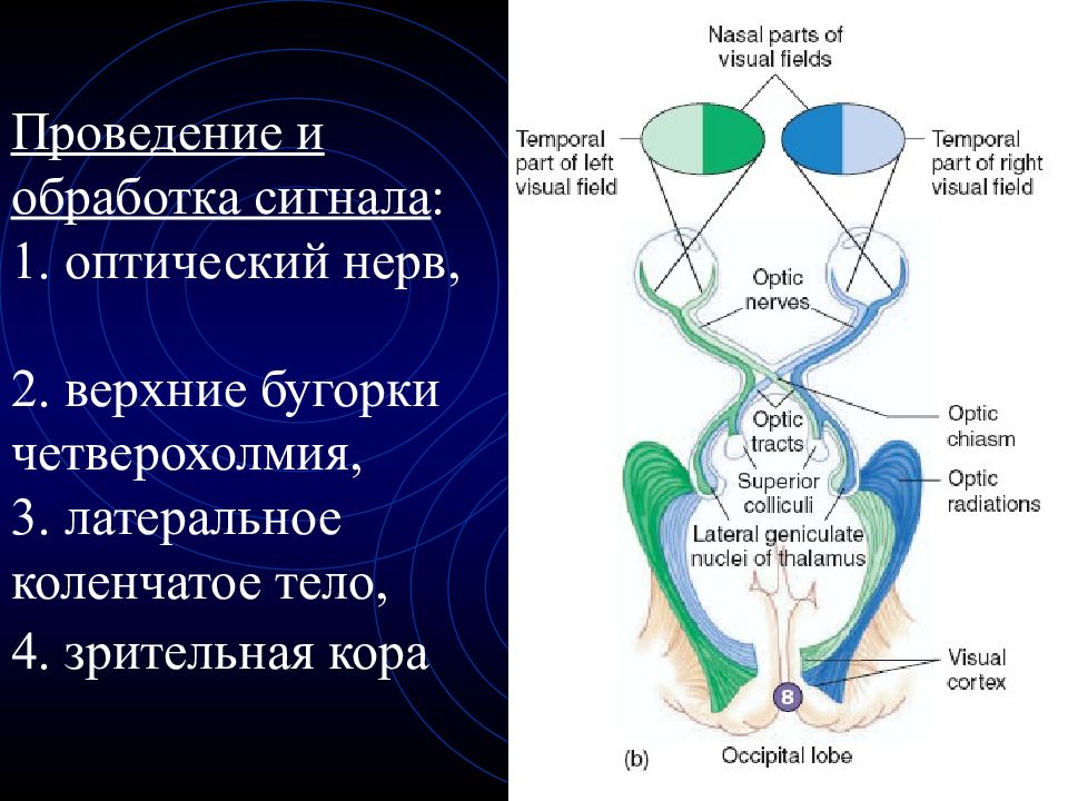 Зрительный и слуховой анализатор презентация