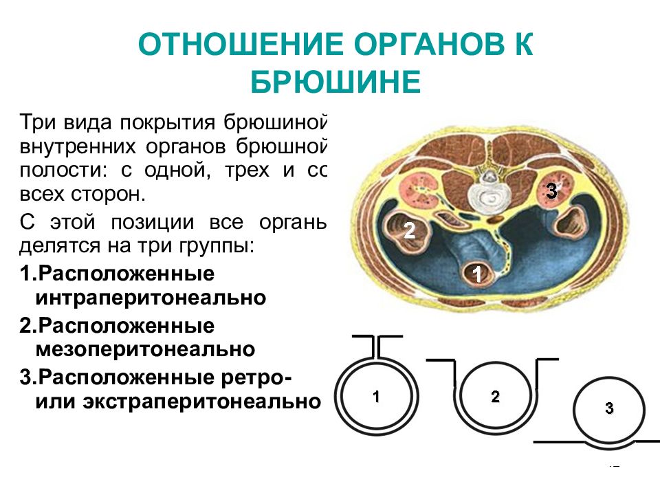 Отношение органов