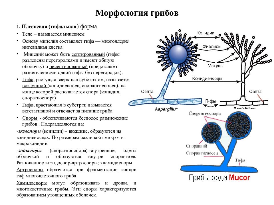 Морфология грибов рисунки