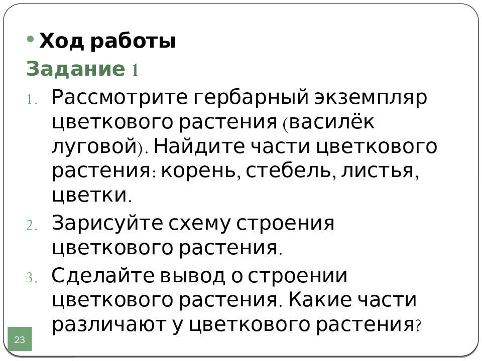 Лабораторная работа строение цветкового растения