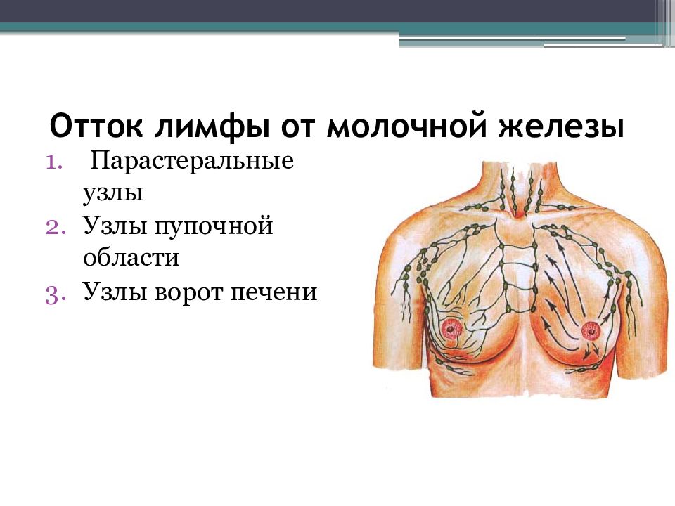 Схема оттока лимфы от молочной железы