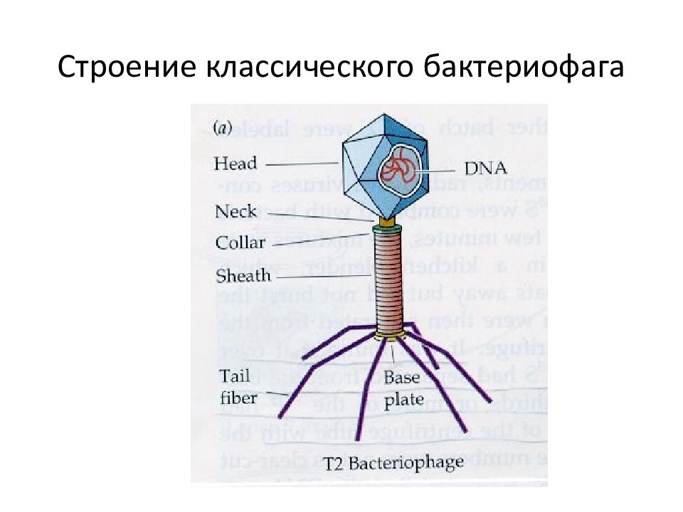 Строение бактериофага рисунок