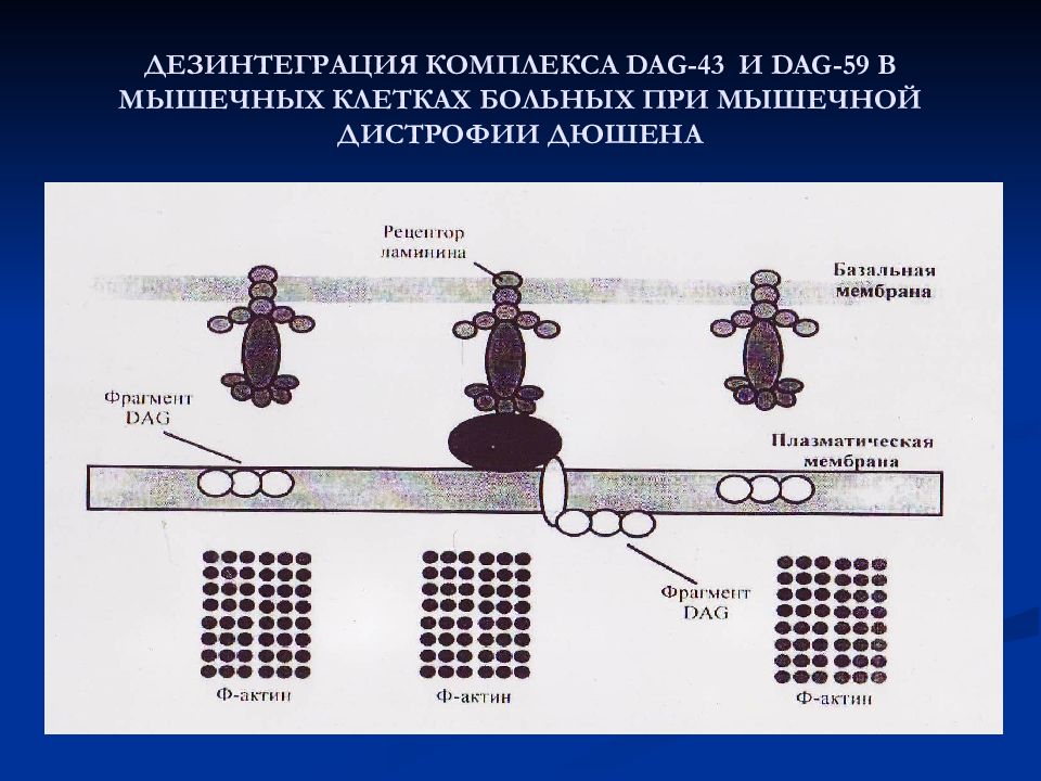 Дезинтеграция. Биохимические изменения при мышечных дистрофиях. Биохимические изменения при мышечных дистрофиях биохимия. Биохимические изменения при мышечных дистрофиях и денервации мышц. Дистрофия мышц биохимия.