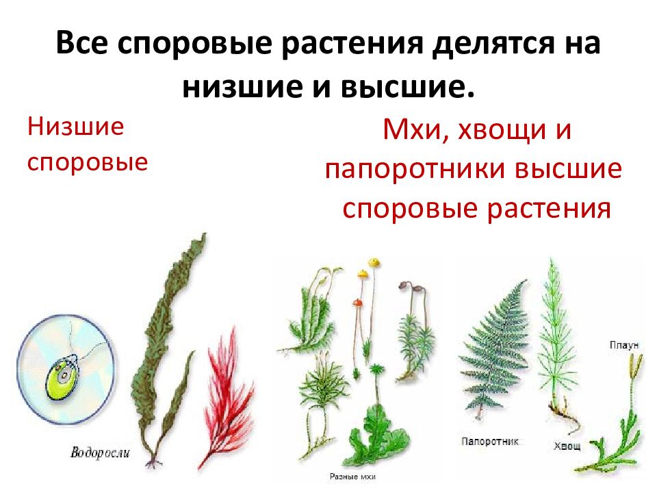 Какие отделы растений показаны на рисунке. Высшие споровые растения. Моховидные споровые растения. Высшие споровые растения строение. Примитивные высшие споровые растения.