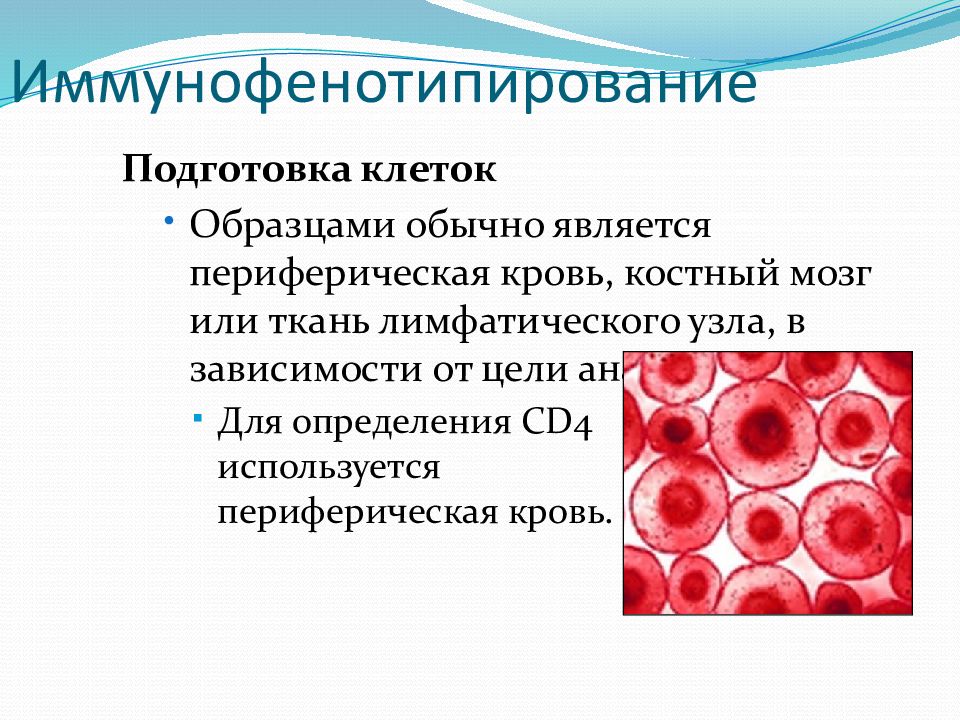 Подготовка клетки. Иммунофенотипирование лимфоцитов периферической крови расшифровка. Иммунофенотипирование клеток периферической крови. Фенотипирование основной субпопуляции лимфоцитов. Иммунофенотипирование лимфоцитов крови.