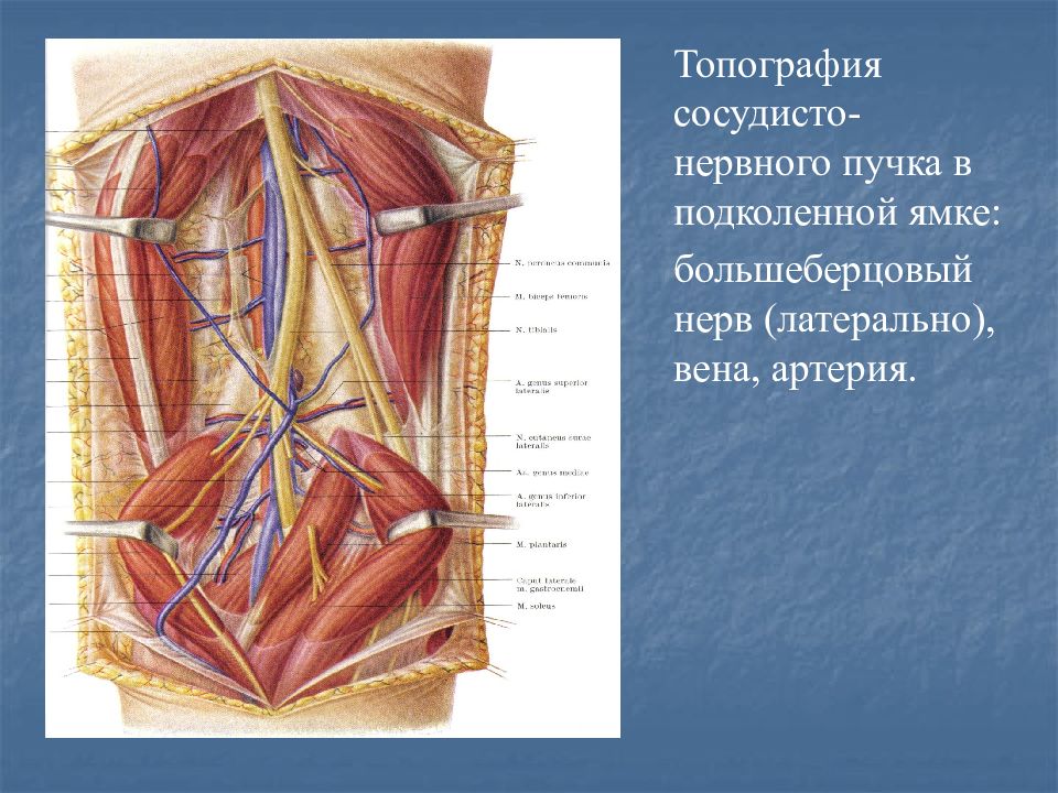 Сосудистый пучок. Подколенная ямка топографическая анатомия. Подколенная артерия топография. Топография сосудисто-нервного пучка. Топографическая анатомия подколенной ямки и голени.