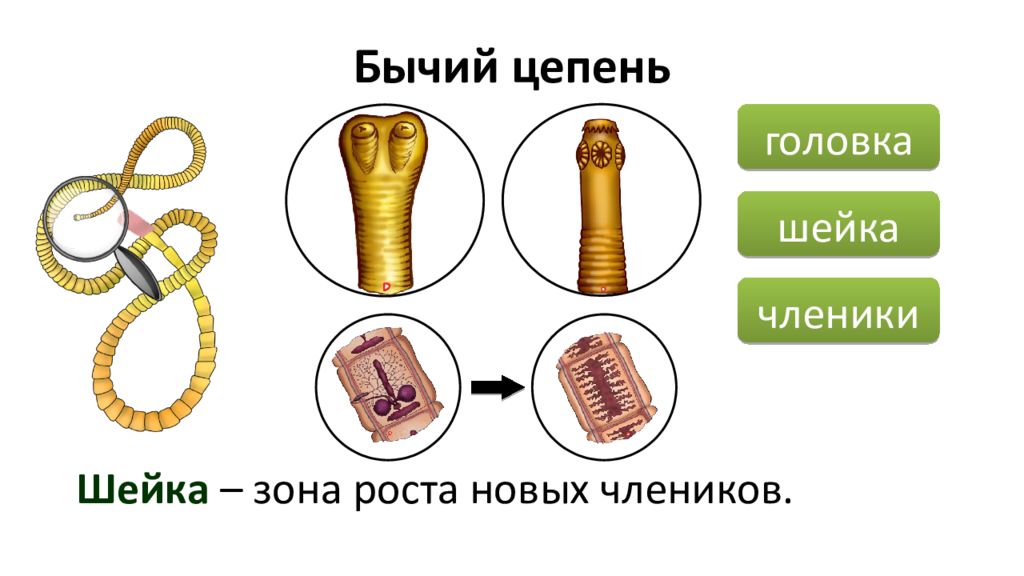 Бычий цепень кровеносная система. Ленточные черви бычий цепень. Характеристика ленточных червей.