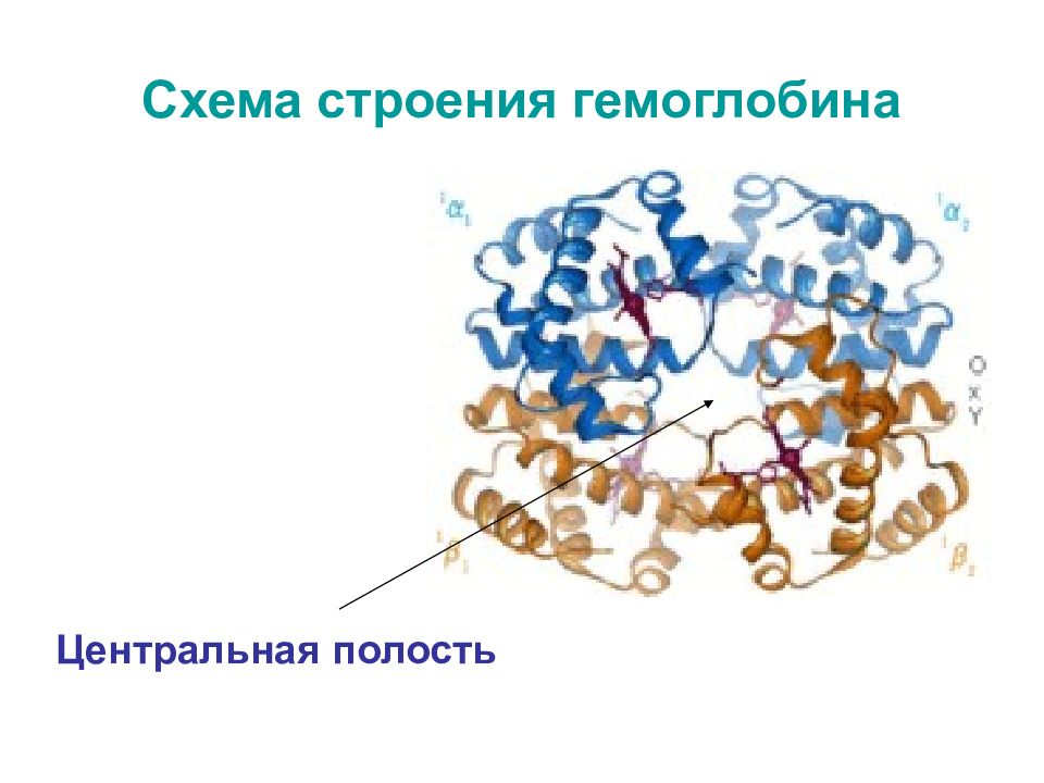 Уложить в схему следующие термины белки антитела ферменты гемоглобин строение мембран