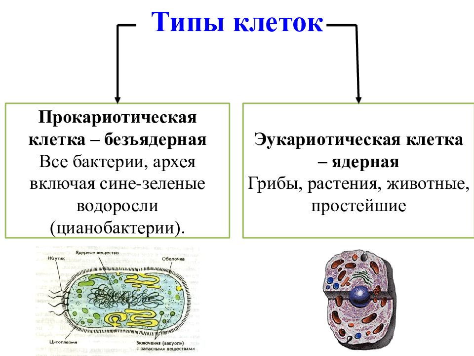 План строения простейших соответствует общим чертам организации ядерной