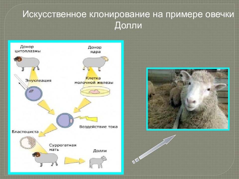 Клонирование. Репродуктивное клонирование Овечка Долли. Метод клонирования овечки Долли. Схема клонирования овцы Долли. Овечка Долли клонирование биология.