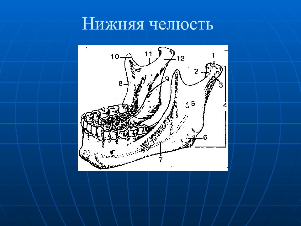 Линия челюсти. Линия нижней челюсти. Нижняя челюсть общий вид. Нижняя челюсть животных. Канал нижней челюсти.