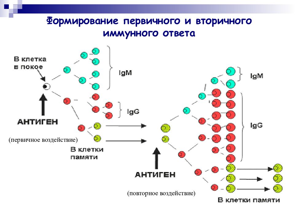 Вторичный иммунный ответ схема