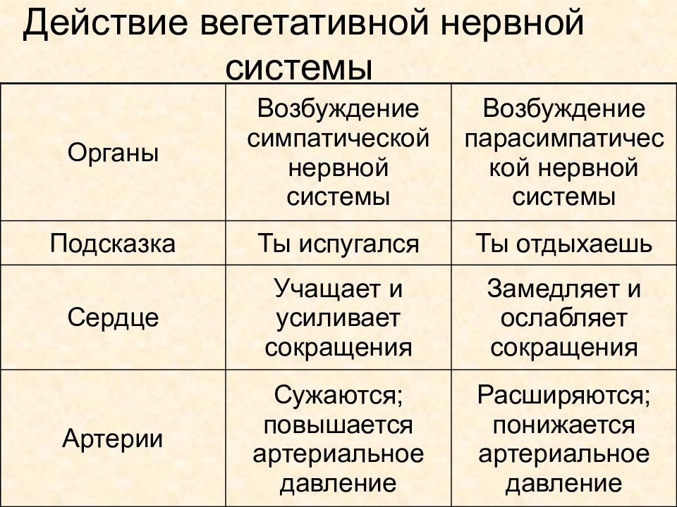 Действия симпатического и парасимпатического отделов