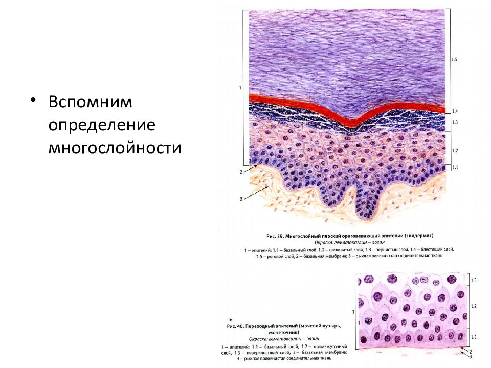 Многослойный плоский ороговевающий эпителий кожа. Эпителиальная ткань базальная мембрана. Многослойный ороговевающий эпителий препарат. Многослойный плоский ороговевающий эпителий препарат. Эпителиальный слой кожи.