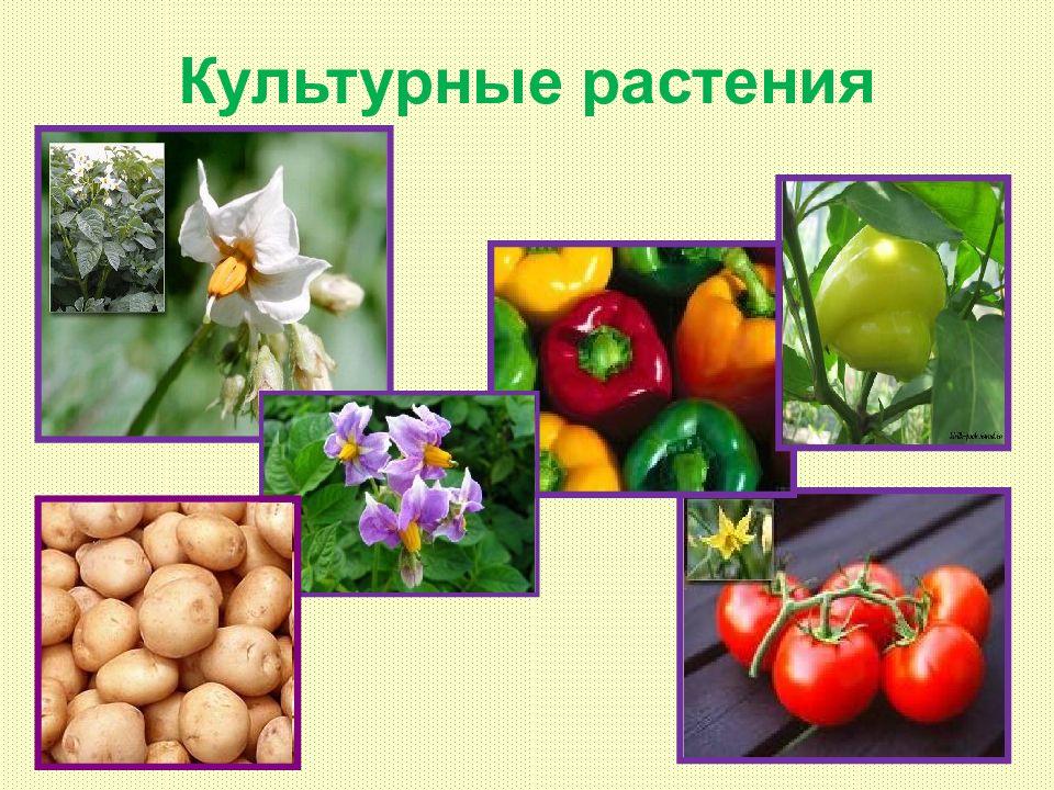 Культурные растения картинки для презентации