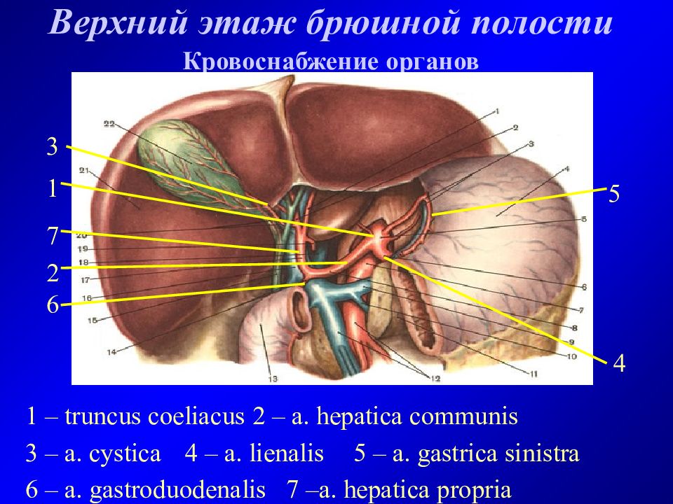Кровоснабжение органов. Верхний этаж брюшной полости топографическая анатомия. Верхний этаж брюшиннойой полости. Кровоснабжение органов брюшной полости. Топография верхнего этажа брюшной полости.