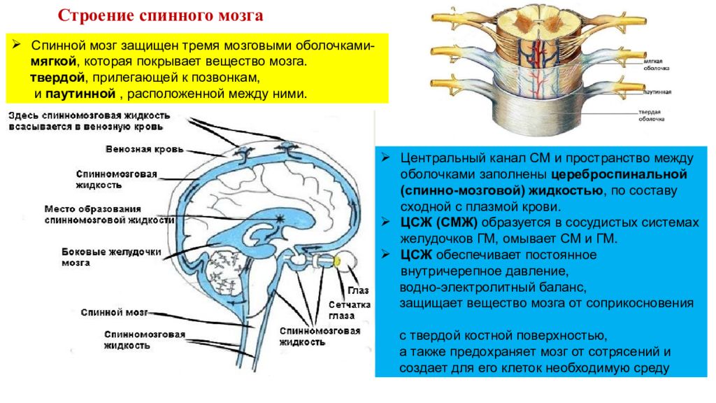 Головной и спинной мозг имеет. Строение спинного мозга оболочки спинного мозга. 6. Спинной мозг: строение и функции.. Спинной мозг строение и функции нервная система. Спинной мозг защищён 3 оболочками.