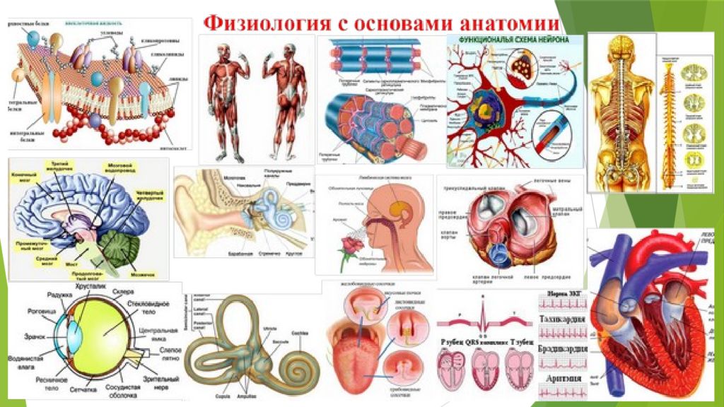 Лекция 11. Сосуды