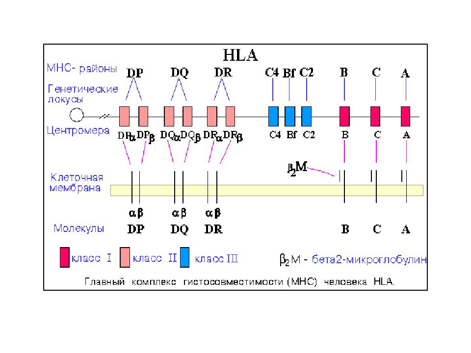 Генотип hla. HLA 300 схема. HLA 300 Plus схема. HLA комплекс гистосовместимости. HLA 1 класса.