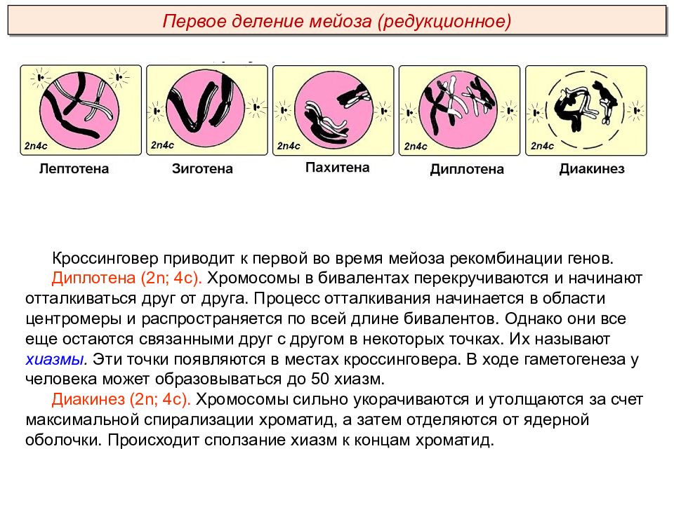 Выбери характеристики мейоза