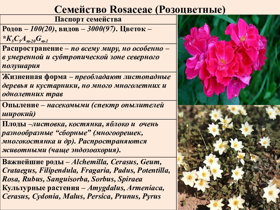 Характеристика розоцветных. Паспорт семейства Rosaceae. Rosaceae подсемейства таблица. Семейства розовые (Rosaceae).. Паспорт розоцветных растений.