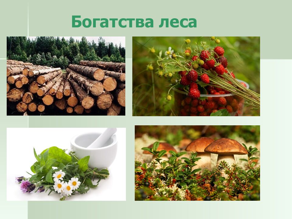 Богатства леса